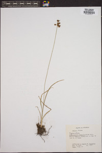 Fimbristylis puberula image