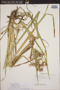 Rhynchospora corniculata image