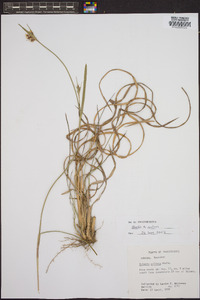 Scleria ciliata image
