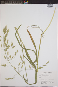 Bromus commutatus image