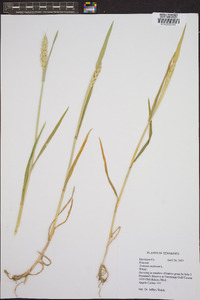 Triticum aestivum image