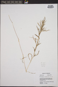 Muhlenbergia glabriflora image