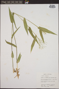 Panicum mutabile image