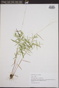 Panicum dichotomum var. dichotomum image