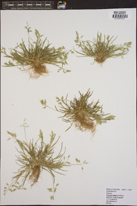 Poa chapmaniana image