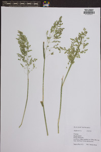 Poa trivialis image