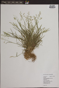 Poa chapmaniana image