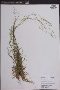 Poa autumnalis image