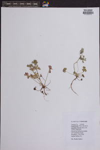 Corydalis flavula image