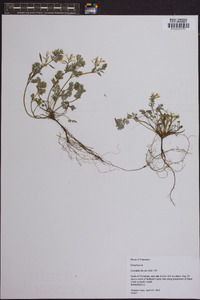 Corydalis flavula image