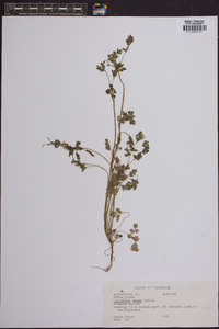 Corydalis aurea image