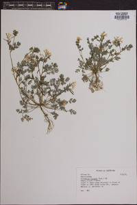 Corydalis flavula image