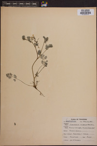 Corydalis flavula image