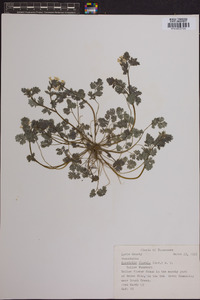 Corydalis flavula image