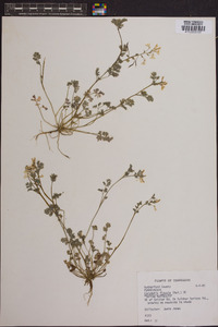 Corydalis flavula image