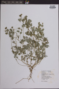 Corydalis micrantha image