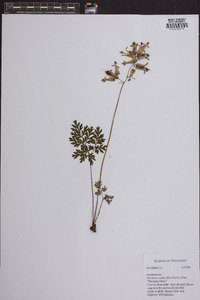 Dicentra eximia image