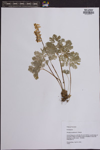 Dicentra cucullaria image