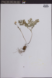 Dicentra cucullaria image