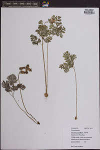 Dicentra cucullaria image