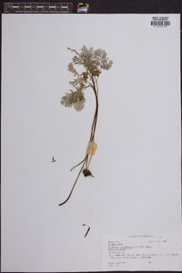 Dicentra canadensis image