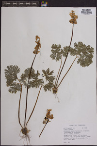 Dicentra cucullaria image