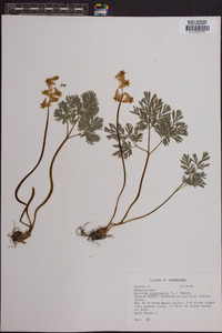 Dicentra cucullaria image