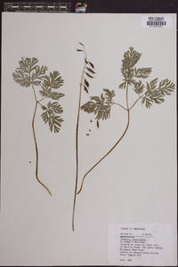 Dicentra cucullaria image