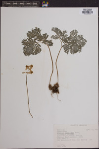 Dicentra cucullaria image