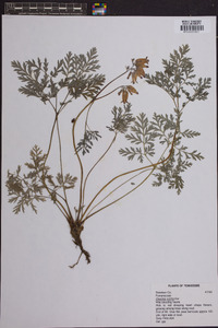 Dicentra eximia image