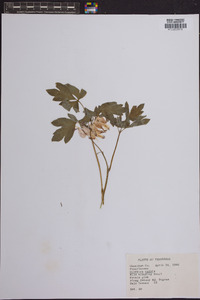 Dicentra eximia image