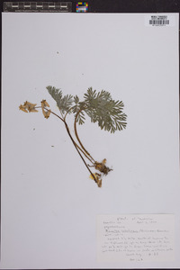 Dicentra cucullaria image