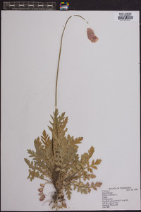 Papaver dubium image