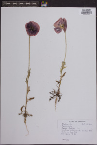 Papaver dubium image