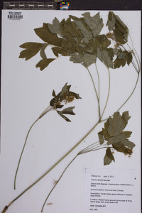 Caulophyllum thalictroides image