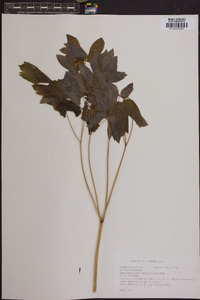 Caulophyllum thalictroides image