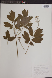 Caulophyllum thalictroides image