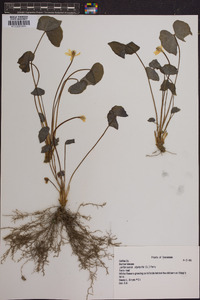 Jeffersonia diphylla image