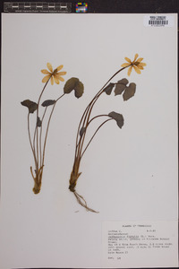 Jeffersonia diphylla image