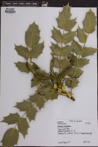 Mahonia aquifolium image