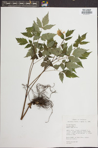 Actaea alba image