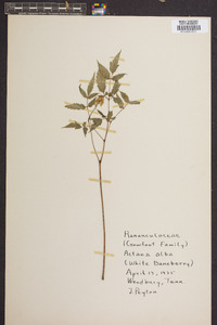 Actaea alba image