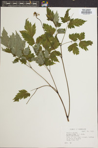 Actaea alba image