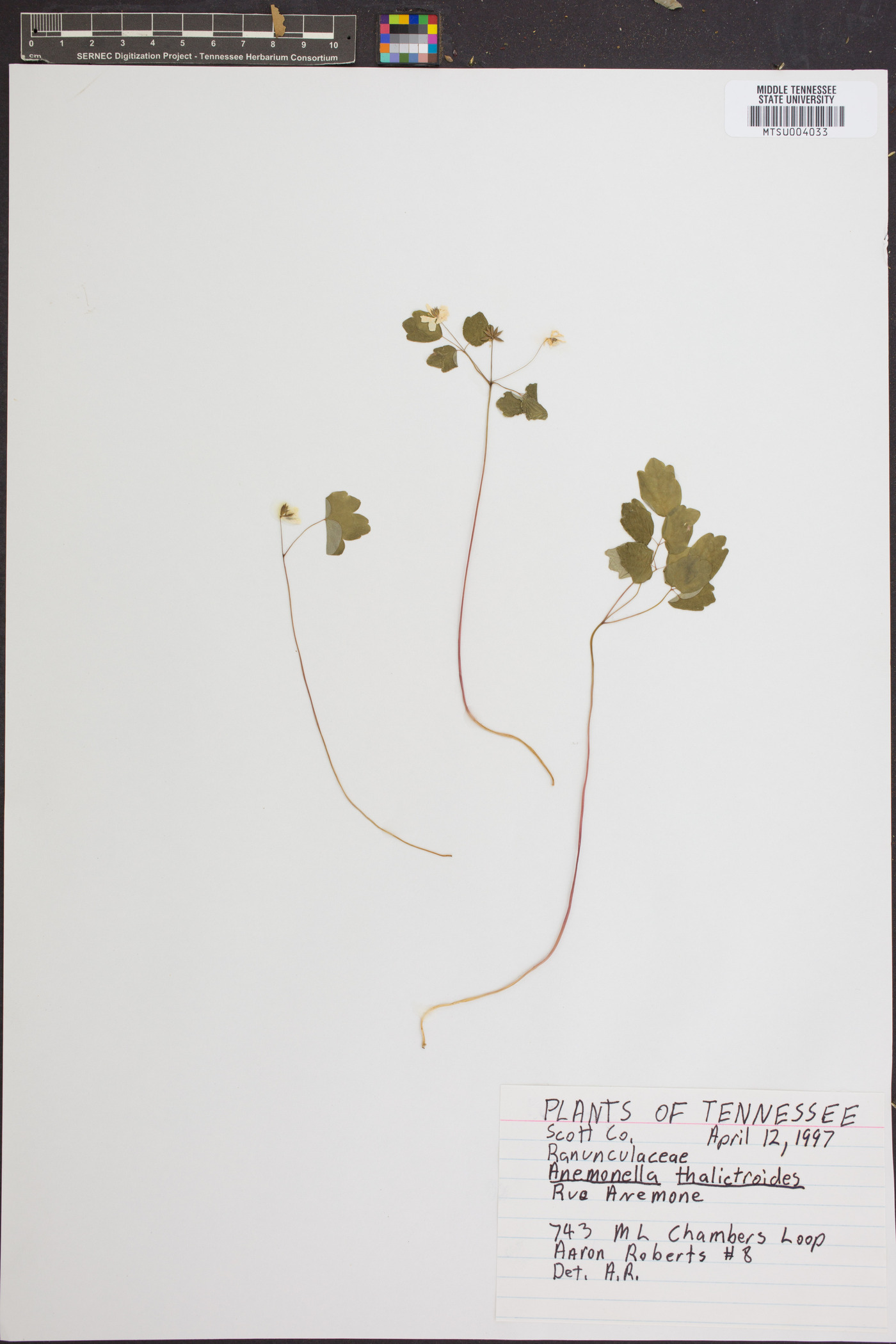 Anemone thalictroides image