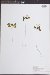 Anemone thalictroides image