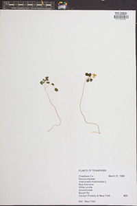 Anemone thalictroides image