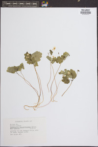 Anemone thalictroides image