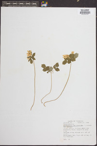 Anemone thalictroides image