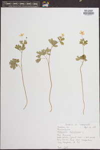 Anemone thalictroides image