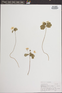 Anemone thalictroides image